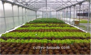 mallas para cultivo protegido