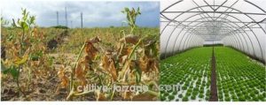 mallas de protección para cultivo