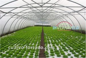 cultivo forzado en invernadero
