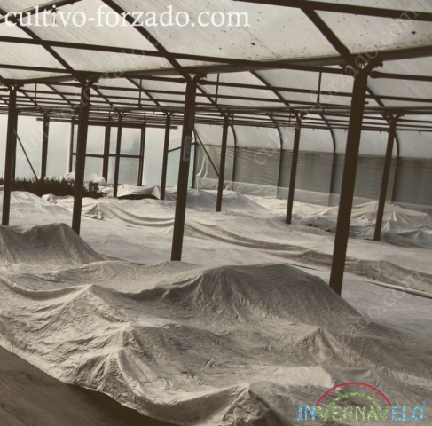 Protección del cultivo contra climas externos con manta invernavelo