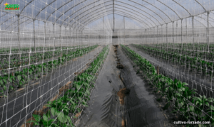 Inverflohorsa - La manta térmica presenta enormes ventajas para los  cultivos ✓Estabilizado a los rayos UV ✓Permeable ✓Fácil manipulación  ✓Protege las plantas del frío ✓Evita el contacto de las plantas con pájaros